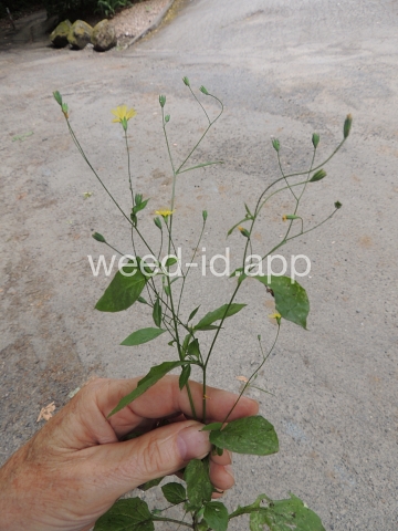 nipplewort